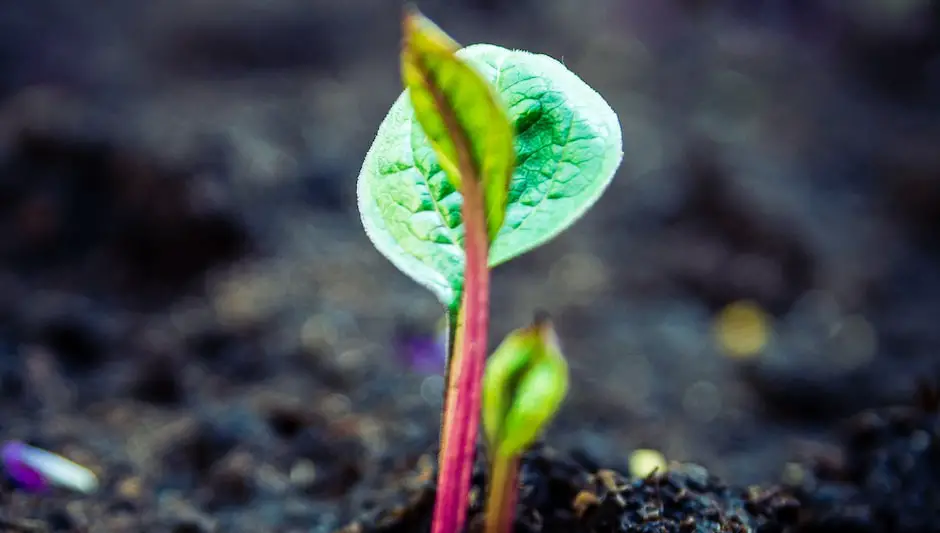 what vegetables to plant in summer in adelaide