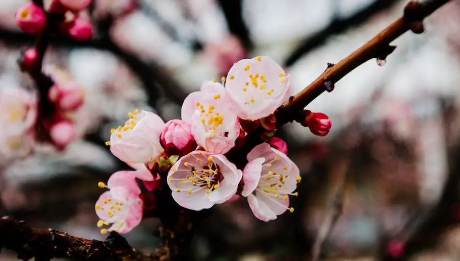 can you grow cherry blossom trees from cuttings