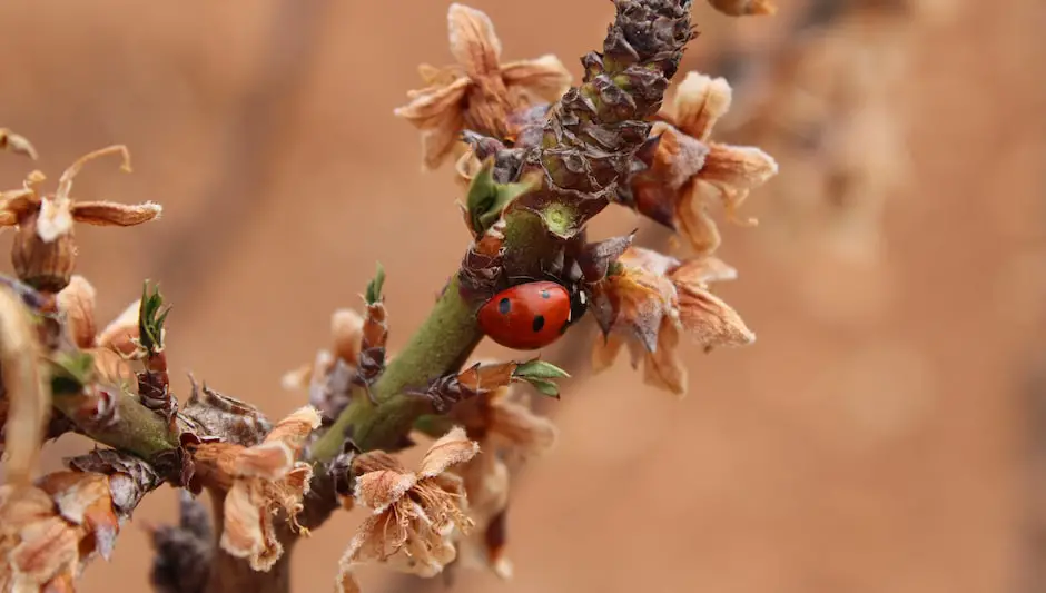 does soapy water kill aphids