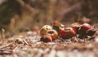 what are things you can compost