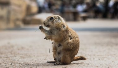 how to keep groundhogs out of your garden