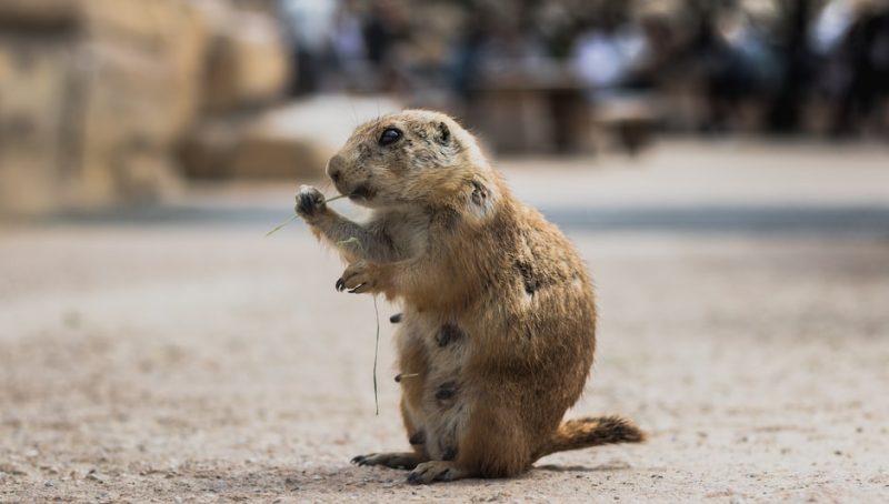 How To Keep Groundhogs Out Of Your Garden Answer Inside how-to-keep-groundhogs-out-of-your-garden-answer-inside
