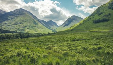 should you dethatch your lawn