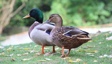 can you feed ducks seeded bread