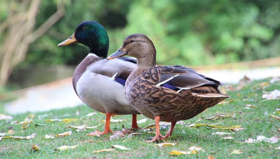 can you feed ducks seeded bread