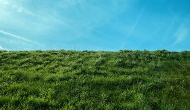 how to seed a lawn full of weeds