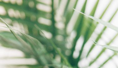 how to cut palm tree leaves