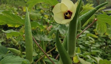 when to harvest clemson spineless okra