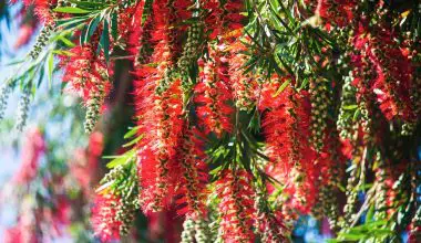 how to grow a bottlebrush tree from seed