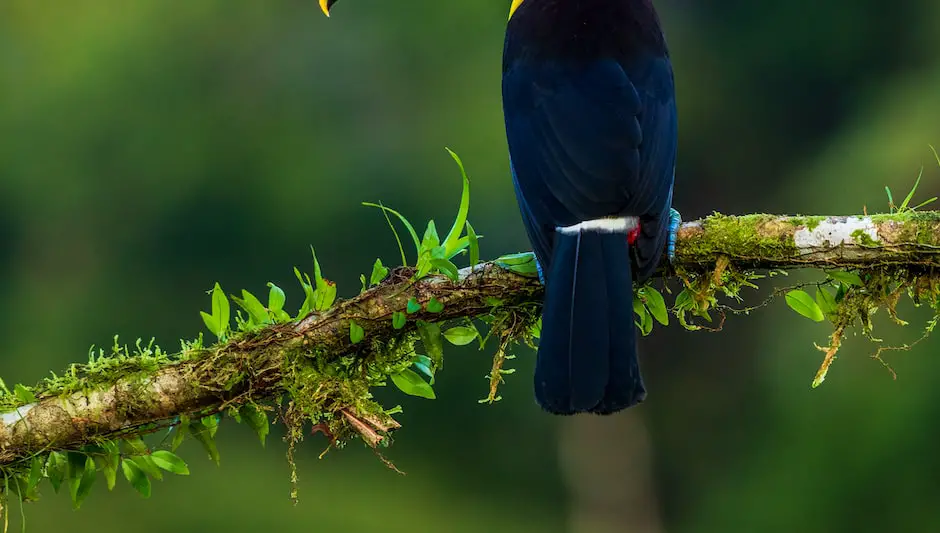 what bird seed do cardinals like