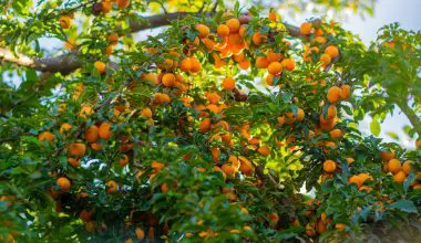 how to prune apricot trees uk