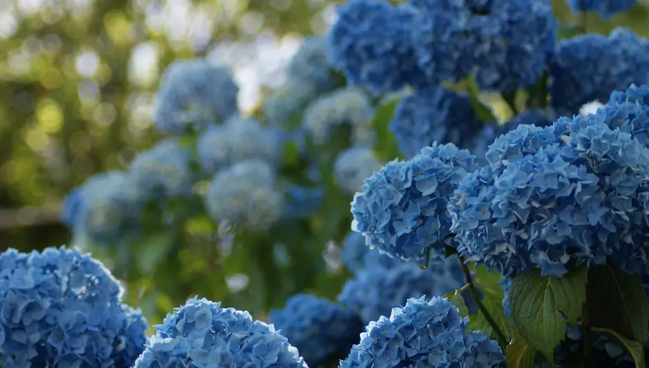 when to prune limelight hydrangea