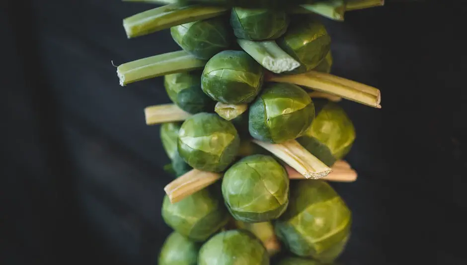 when are brussel sprouts ready to harvest