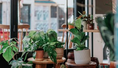 how to grow vegetables in balcony