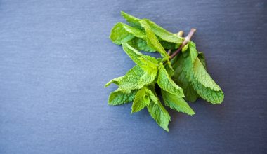 how to harvest mint without killing the plant