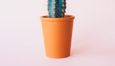 does christmas cactus like sun or shade