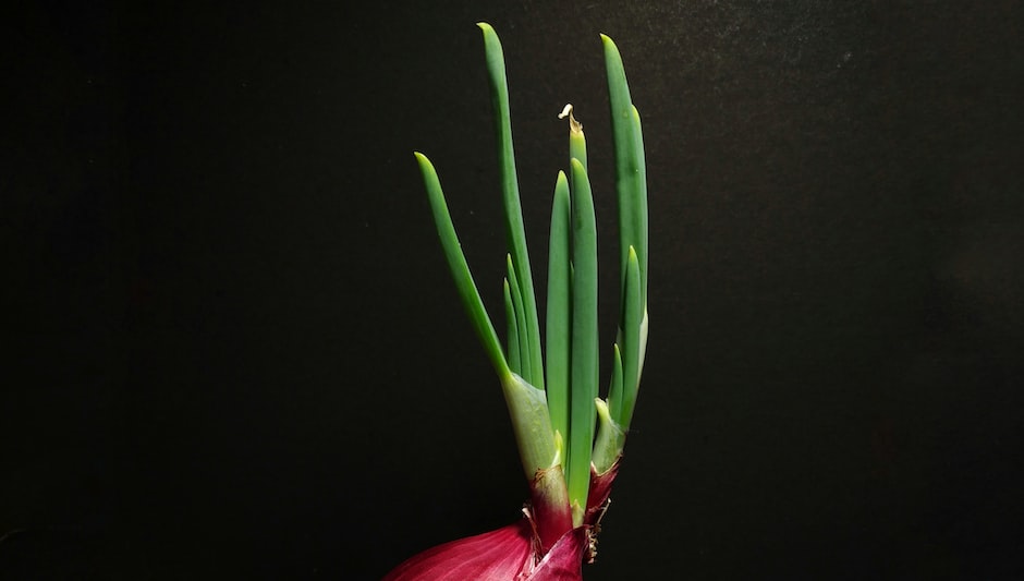 how to stop onions going to seed