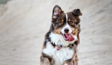 can dogs have fennel seed