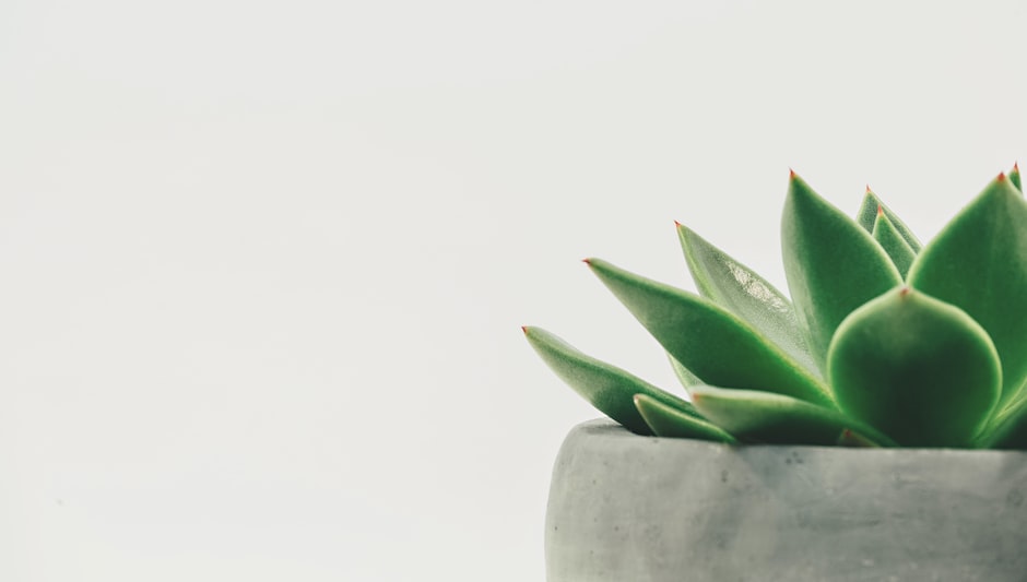 when to bring succulents inside