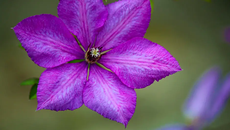 how to prune pink champagne clematis