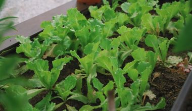 when to harvest arugula