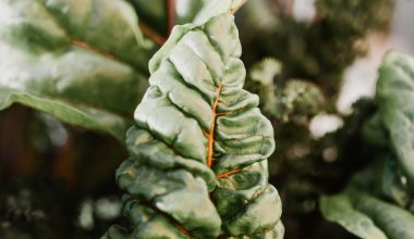 is swiss chard a perennial