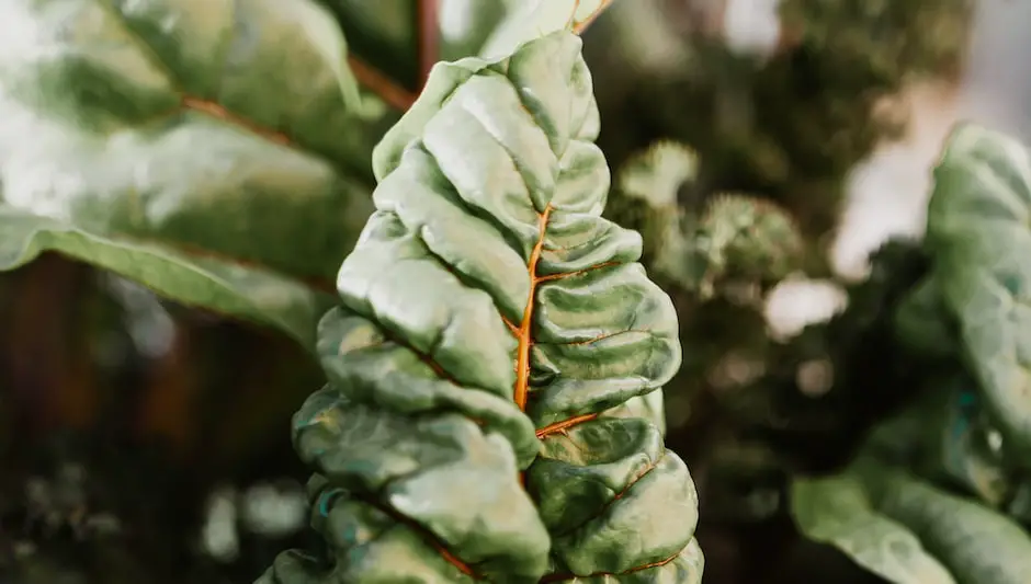 is swiss chard a perennial