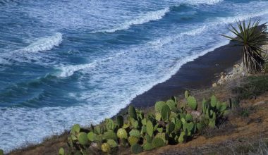 does cactus help lower blood pressure