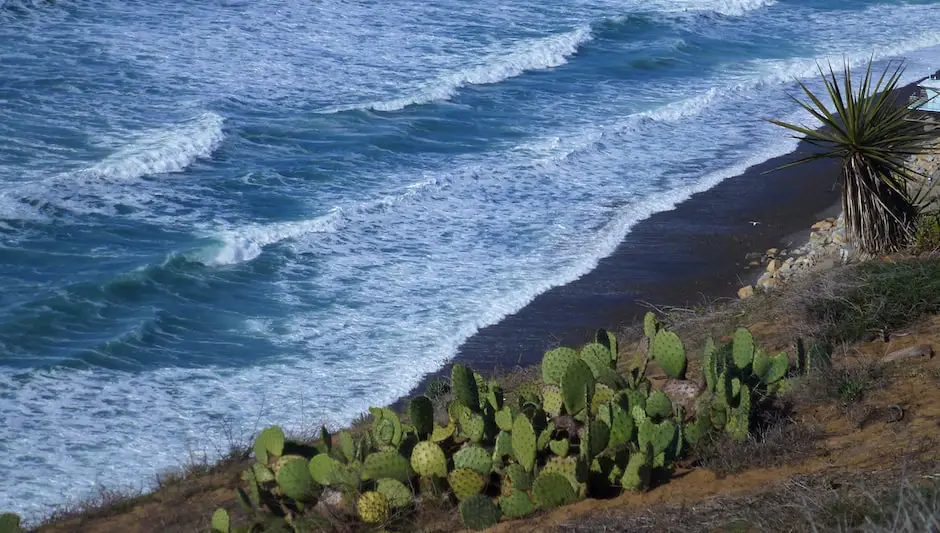 does cactus help lower blood pressure