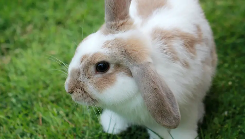 do you have to compost rabbit manure