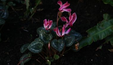 are cyclamen perennial