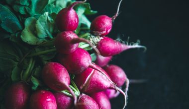 how to plant watermelon radish seeds