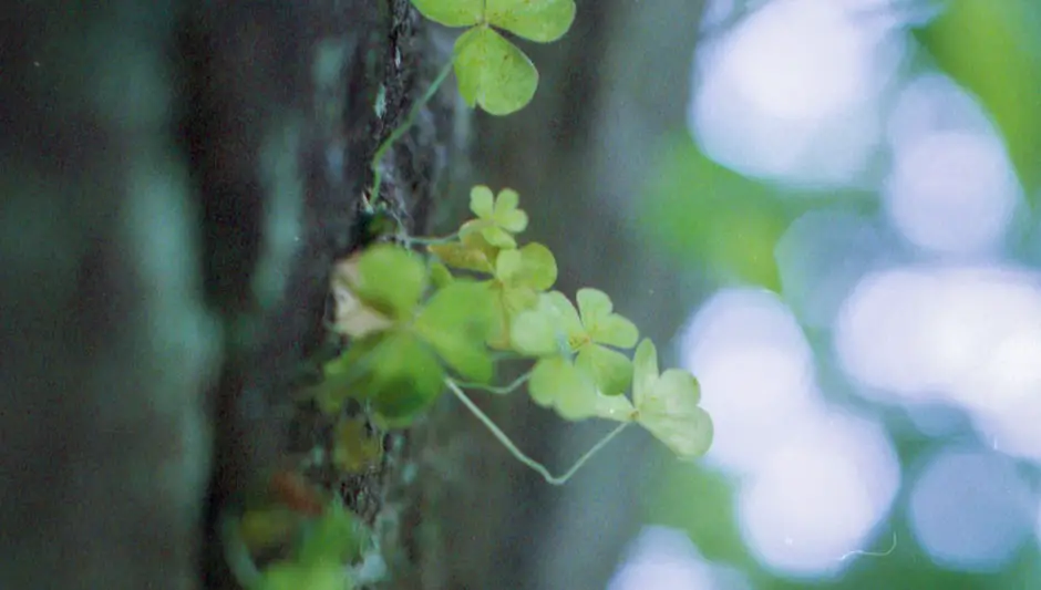 how to plant jamaican sorrel seeds