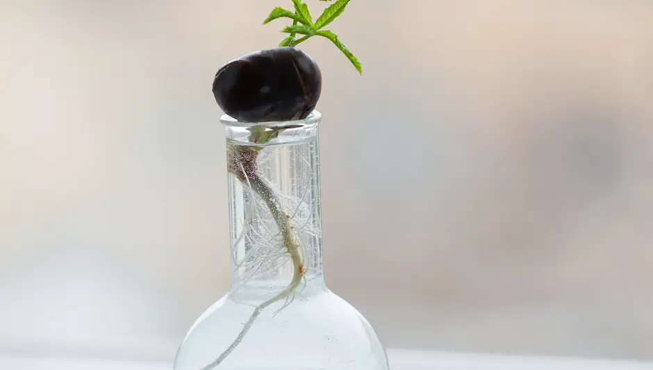 how to grow spearmint plant