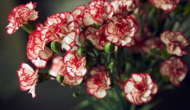 are carnations annuals or perennials