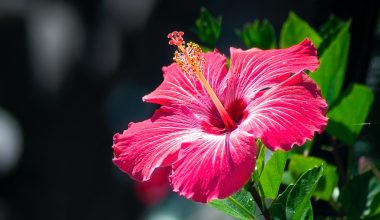 is a painted lady hibiscus a perennial