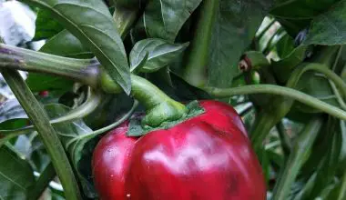 how to grow bell pepper plants