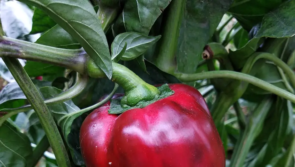 how to grow bell pepper plants