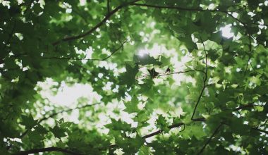 how to remove maple seeds from mulch