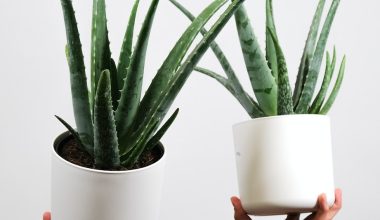 is aloe a good indoor plant