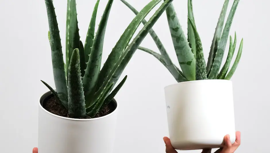 is aloe a good indoor plant