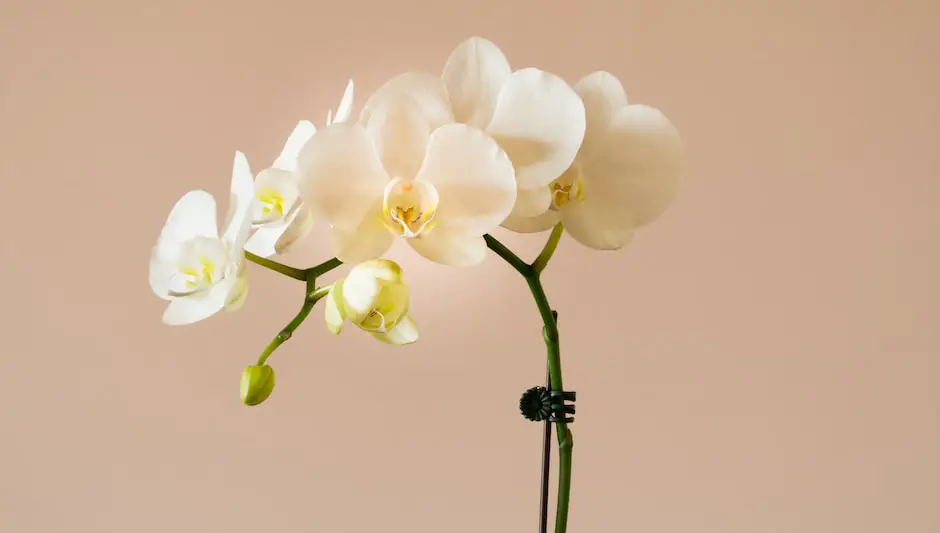 what causes orchid leaves to turn yellow