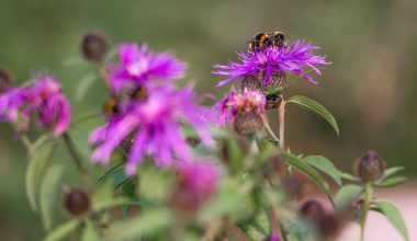 how to plant bachelor button seeds