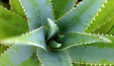 are aloe plants succulents