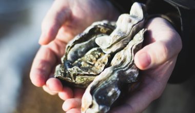 how do you harvest oysters