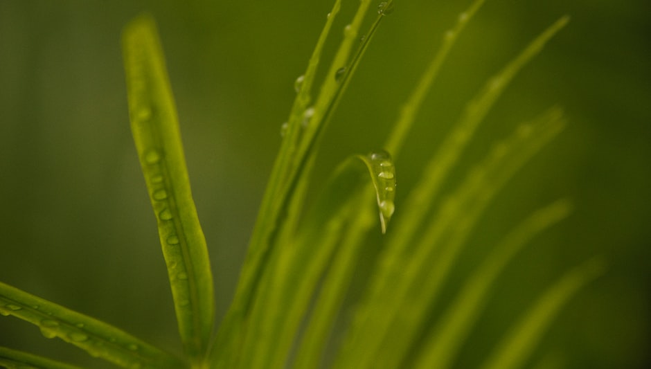 how to reseed lawn in spring