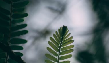 how to make neem oil spray for houseplants