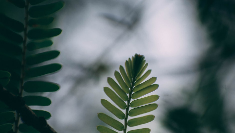 how to make neem oil spray for houseplants