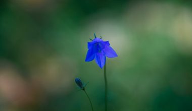 is campanula an indoor or outdoor plant