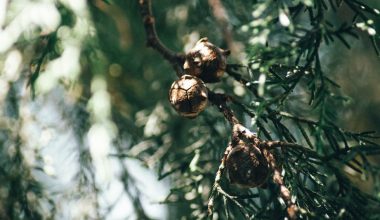 how to identify a black walnut tree